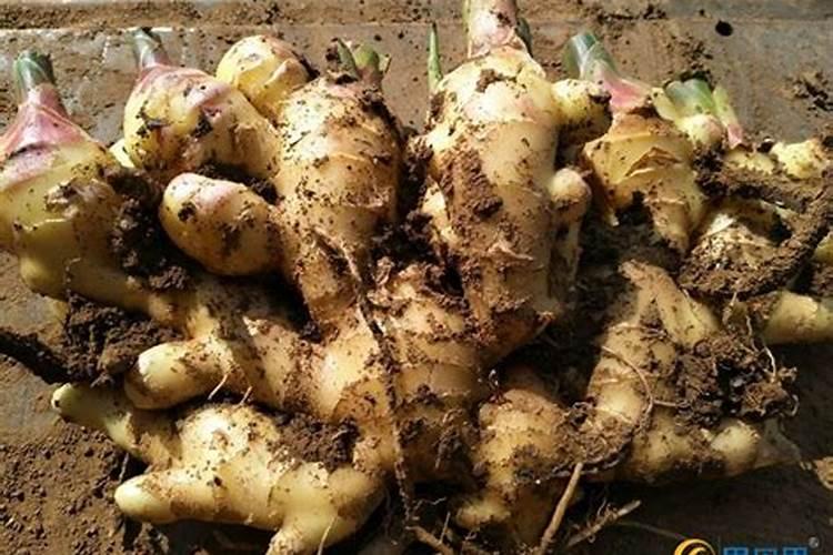 怎样种生姜 附种姜的步骤与用什么肥料