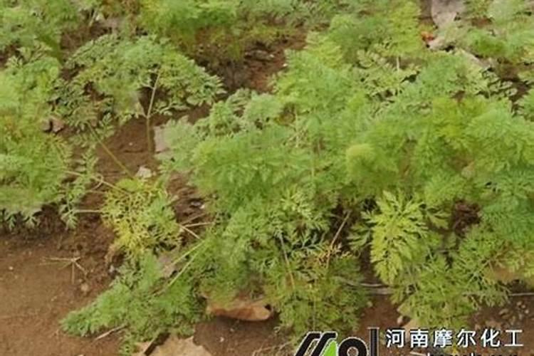 水溶氮钾肥复合型可以作为萝卜的底肥？