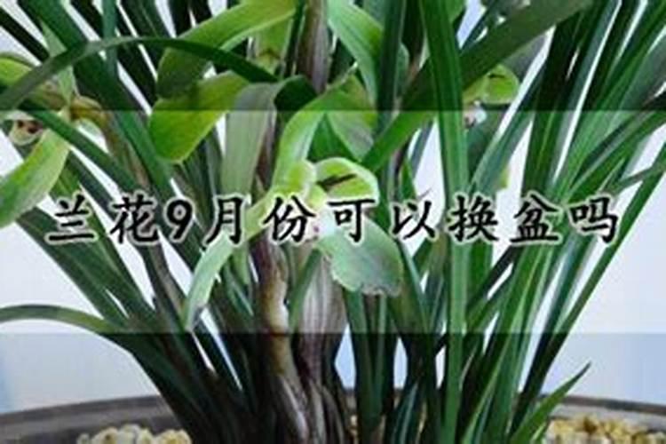 春兰什么时候可以施肥