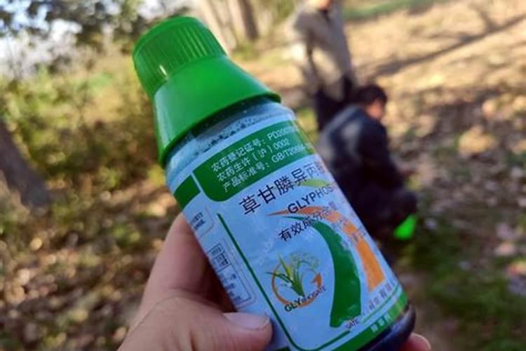 我家的果树被人喷了柑草磷还有救吗？