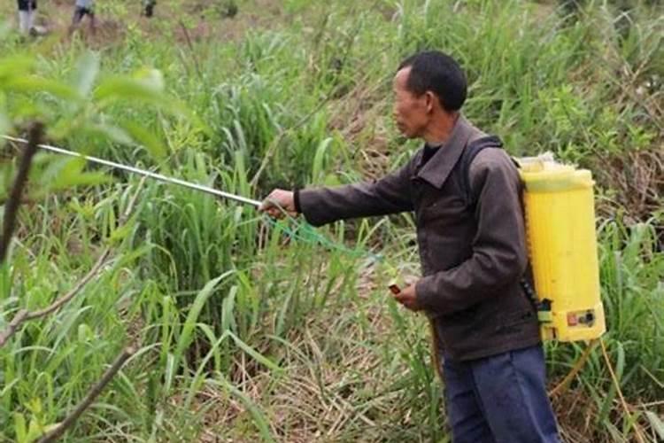 种子发芽后未出土可以用草甘膦吗？