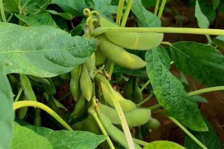 黄豆叶面肥什么时打合适