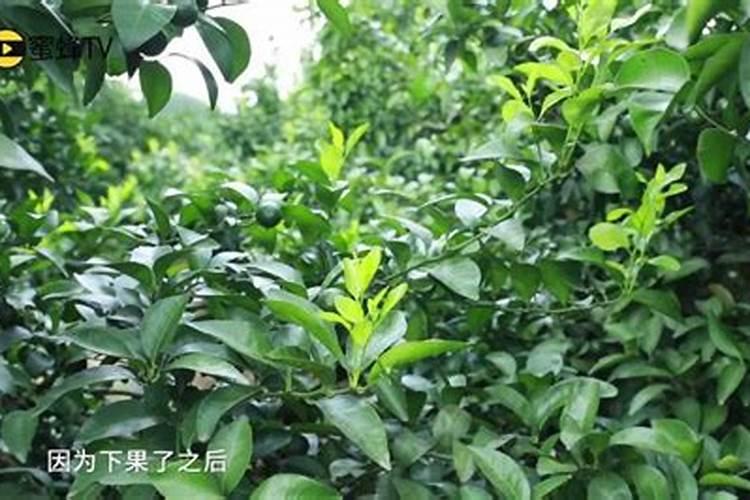 柑橘什么时候施肥