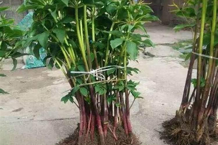 重楼的种植方法技术