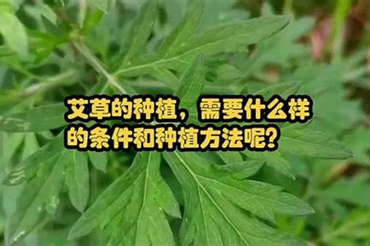 艾草种植的方法是什么,什么时间种才好