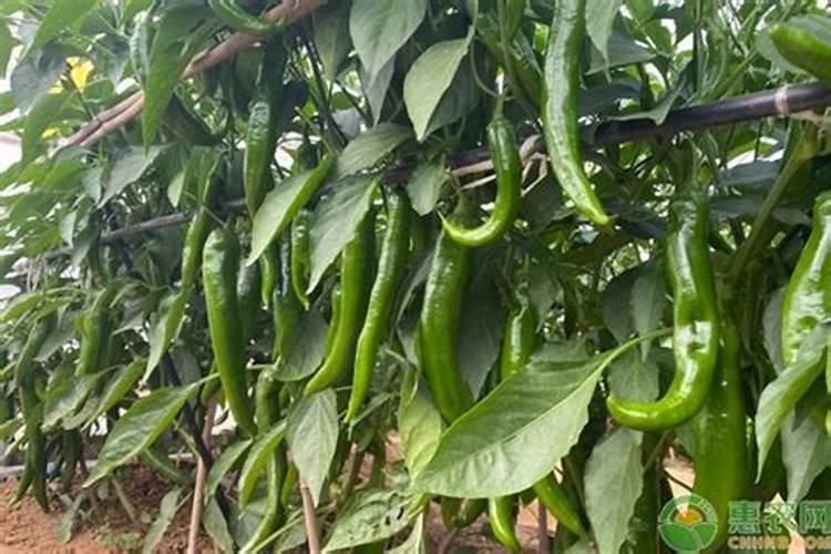 工业辣椒种植技术与管理