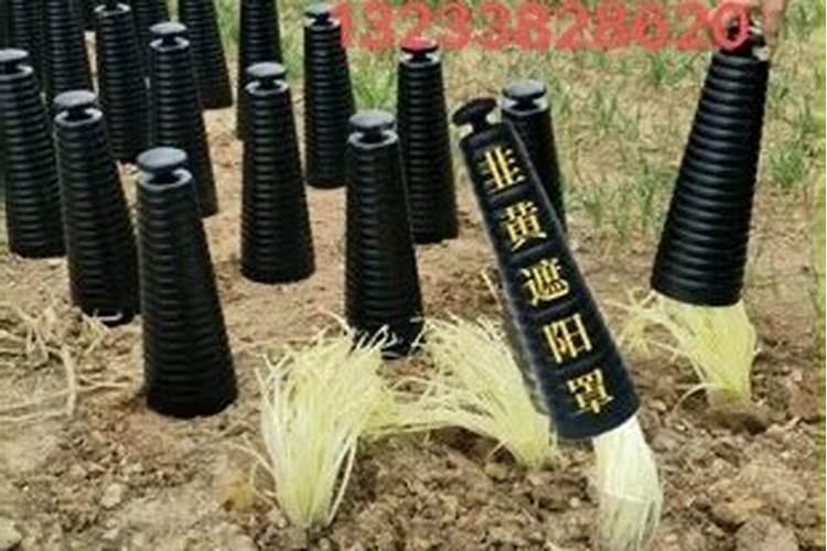 韭黄中后期用什么比例的化肥品质更好？