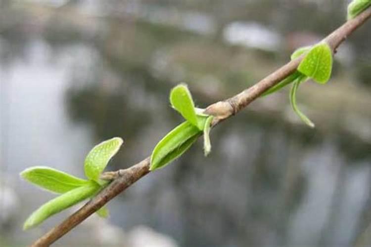 新栽果树叶片喷施什么肥促进成活率？