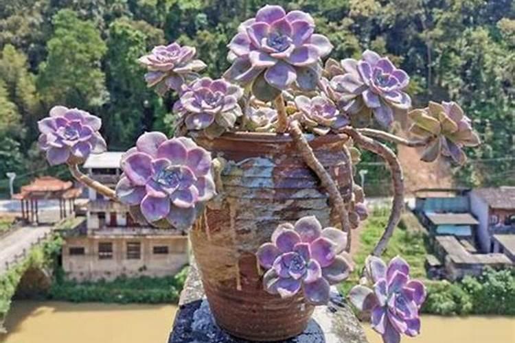 植物缺少氮磷钾分别会出现哪些症状？