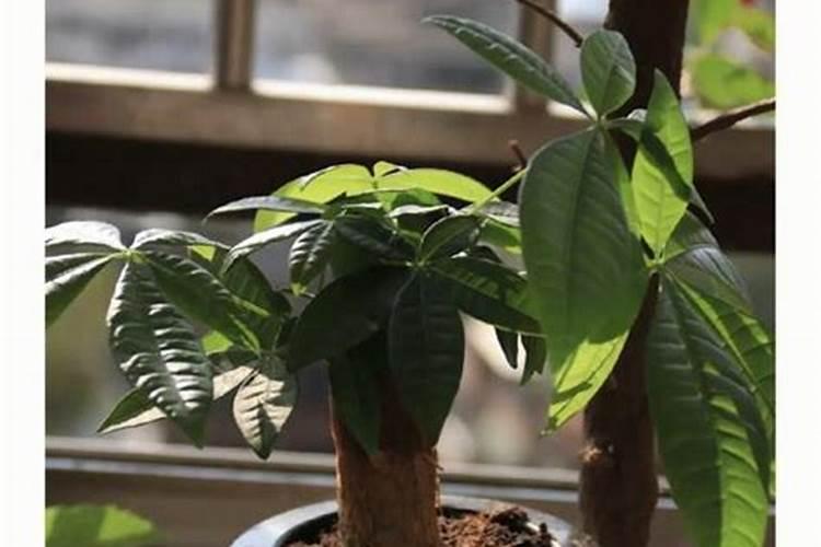 芹菜叶面肥用什么好 注意事项有哪些