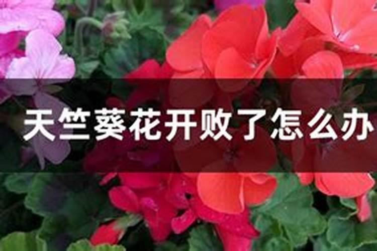 天竺葵花开败了怎么办？