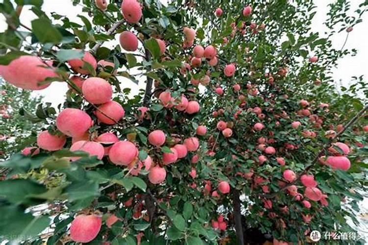 苹果树追肥用什么肥料好