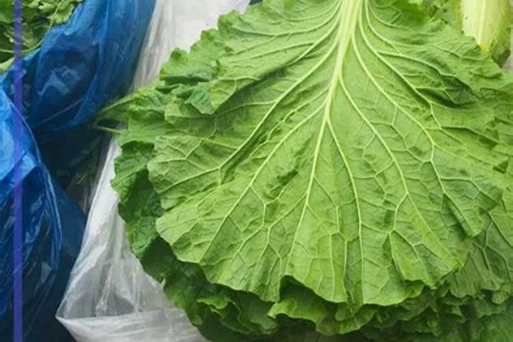 如何防止夏季大白菜不包心 白菜养殖技巧