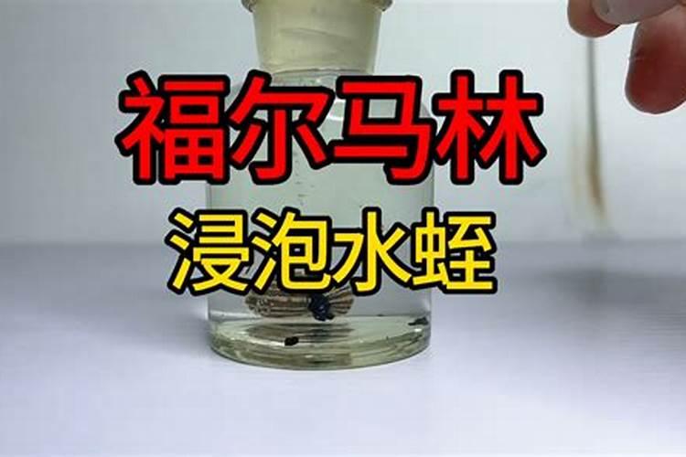 关于水池养金鱼的硝化细菌的问题