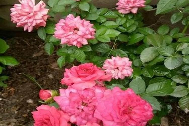 月季花施什么肥料好