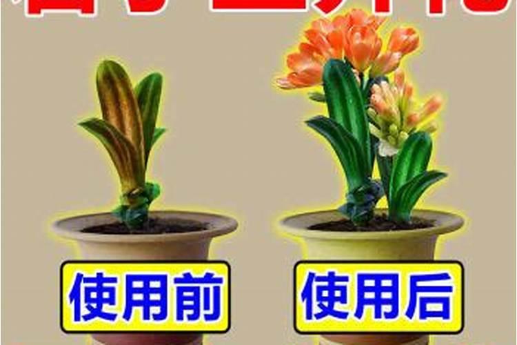 水溶肥君子兰能用吗