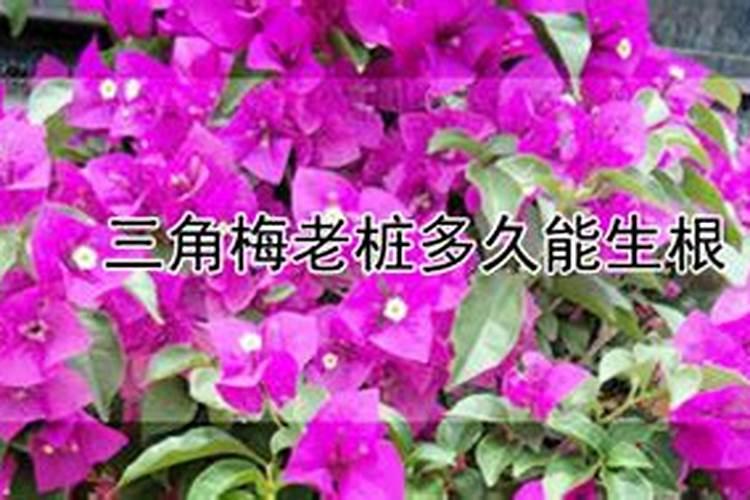 三角梅老桩多久能生根