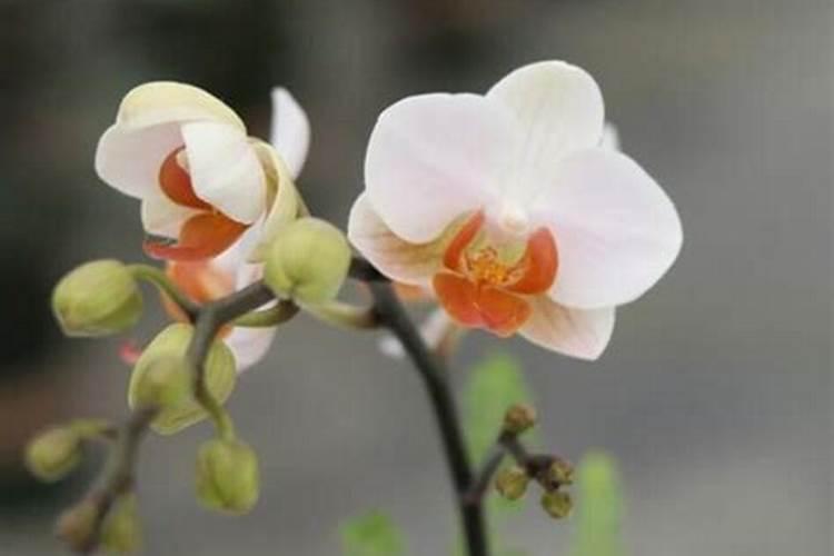 兰花弱苗独苗怎么复壮,如何浇水