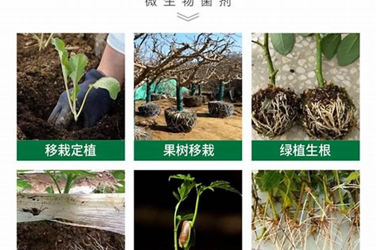 481芸苔素在棉花上的最大用量？