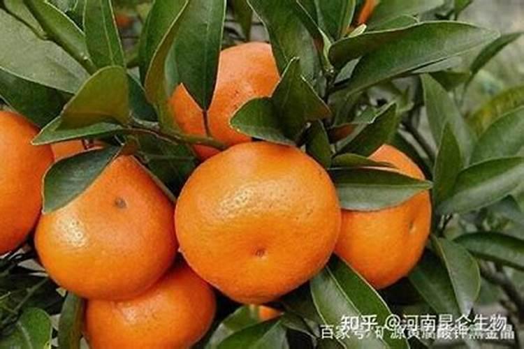 用赤霉素好还是磷酸二氢钾好