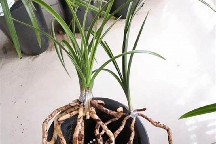 兰灵王能和兰花专用肥一块用吗