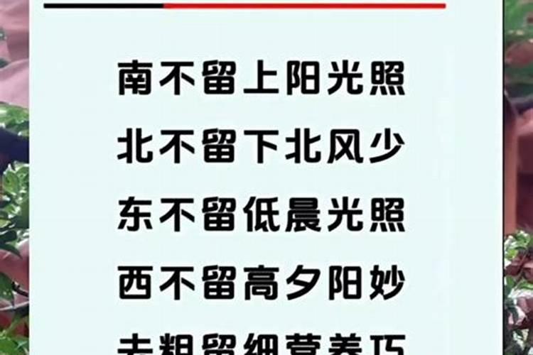 如何种好石榴树