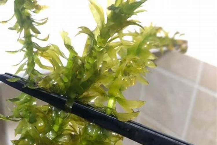 鱼缸种草几天能长出来呢？需要什么肥料吗？