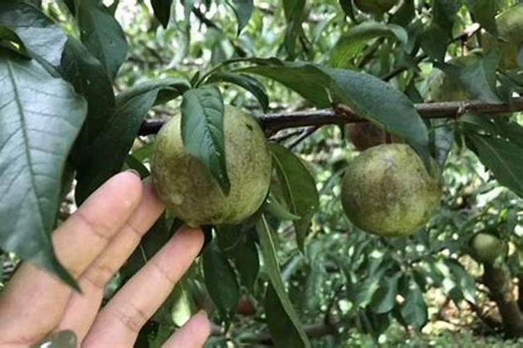 叶面肥正确使用法