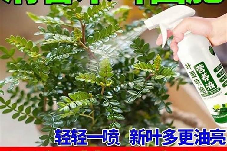 清香木施肥用什么肥料好 喜欢什么肥