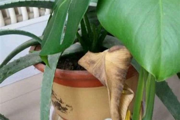 氯化钾肥料能用在什么植物上