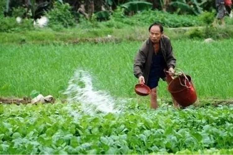 黄瓜上用什么叶面肥好