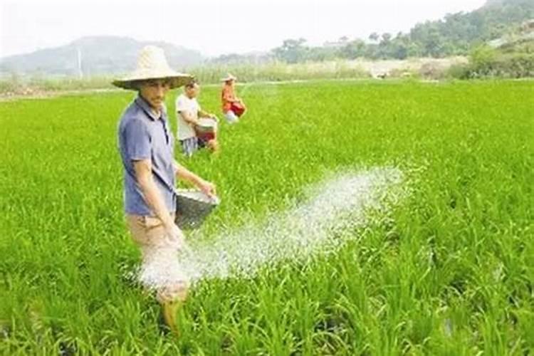 作物种植过程中,磷肥施用过多好不好