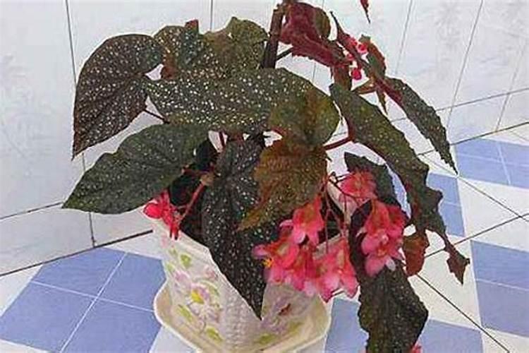 大叶海棠怎样可以开花