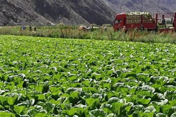 种花菜用什么肥料最好