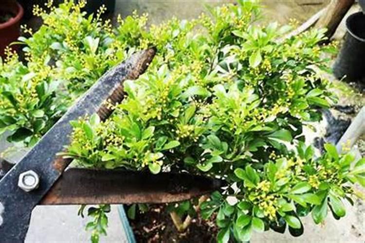 米兰花怎么浇水施肥