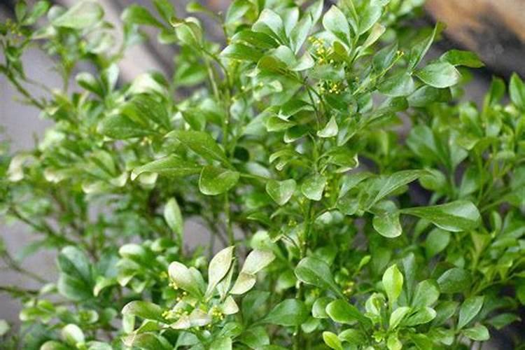 米兰花怎么浇水施肥