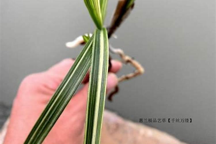 蕙兰中透艺兰花怎么养活？