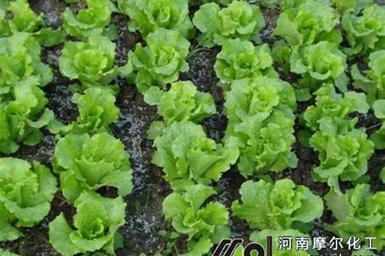 生菜水培怎么养
