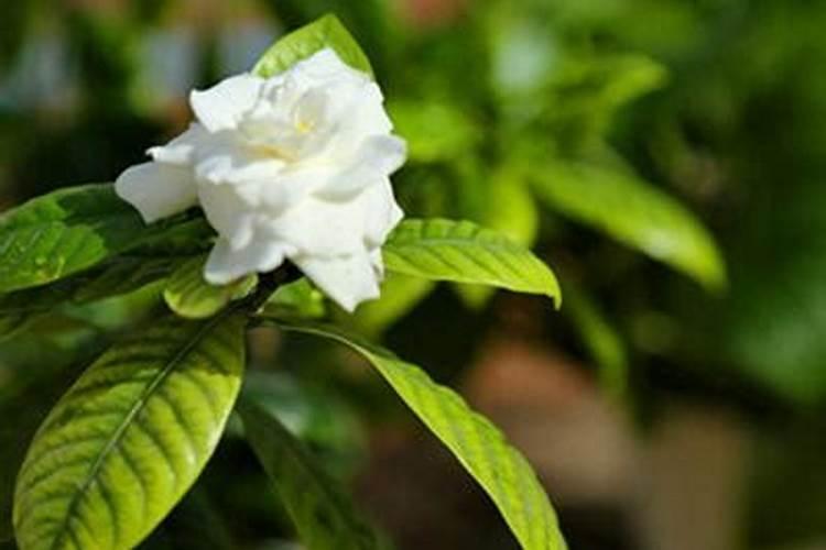 栀子花可以施君子兰的花肥吗？