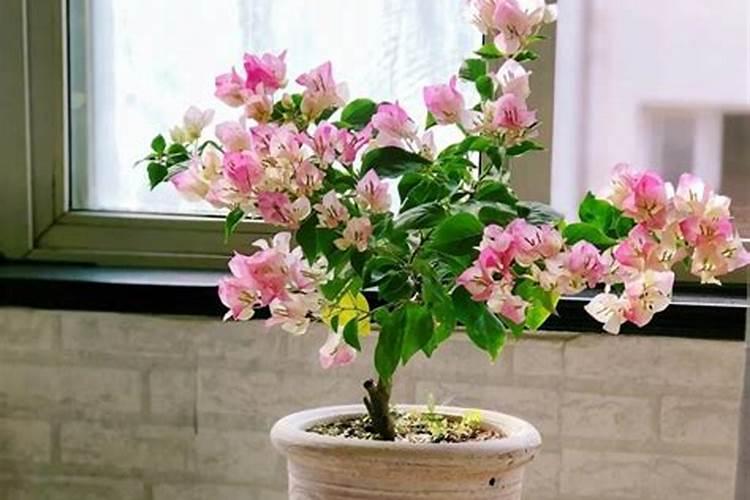 养花怎么选肥料;买花肥啥好