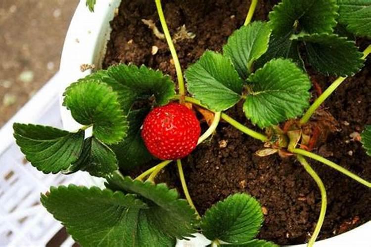 种草莓施肥时可以用哪些肥料