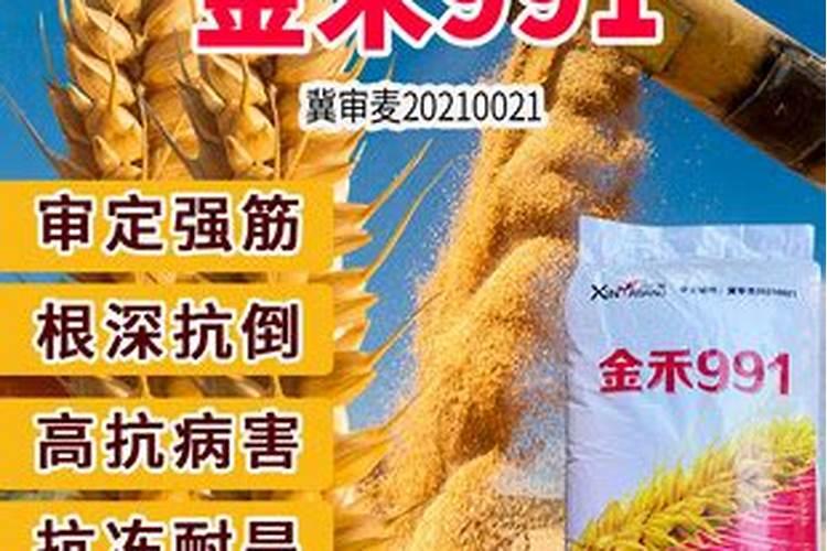 小麦灌浆期应该怎么管理