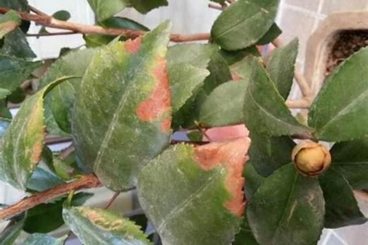 茶梅有花苞了能喷叶面肥吗