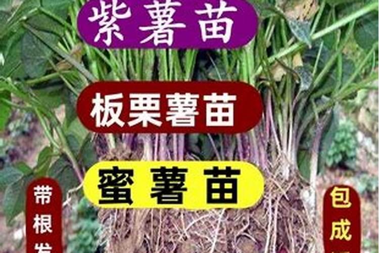 非常好吃的烟薯25号红薯,怎样种植才能实现高收益？