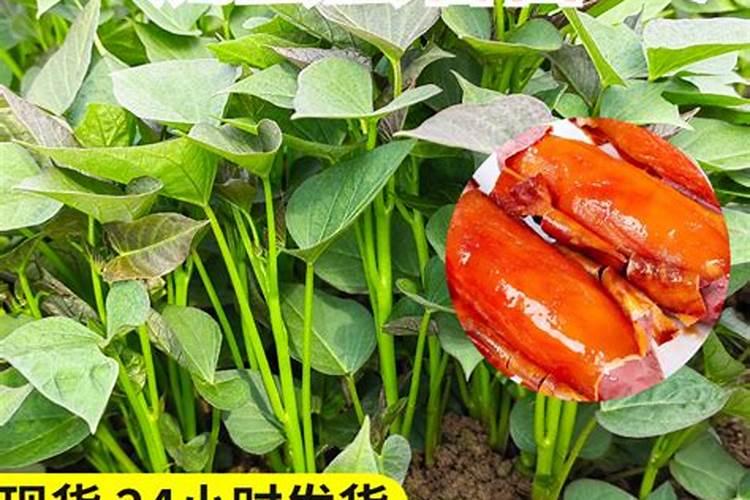 烟薯25最大能长多大