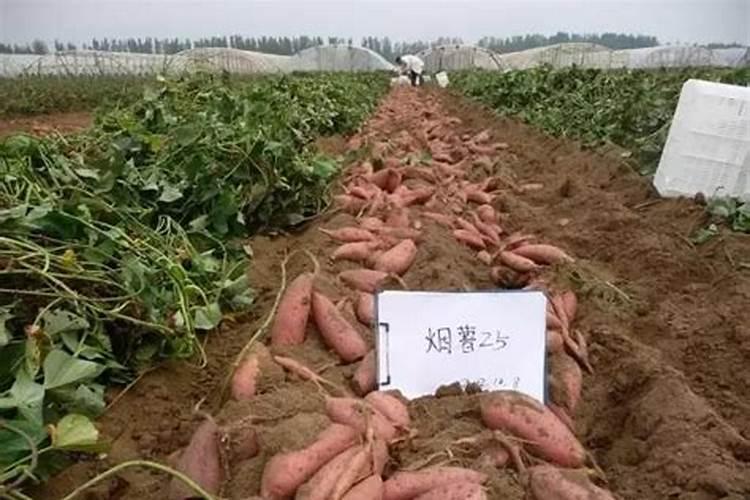 烟薯25种植用什么肥料