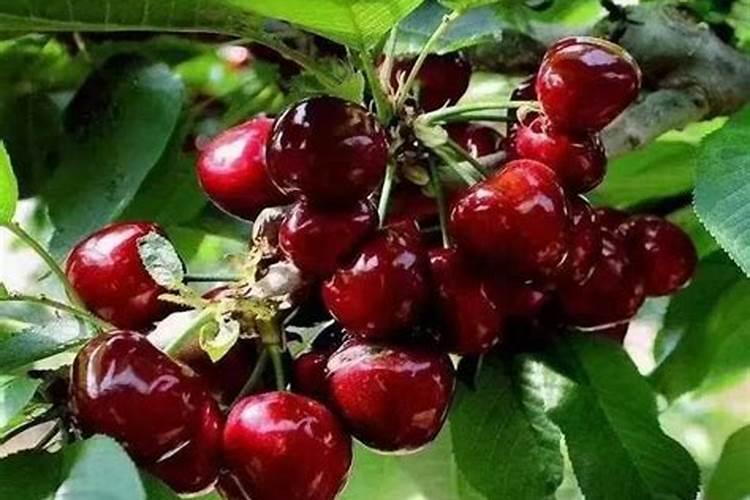 甜樱桃种植对土壤的要求