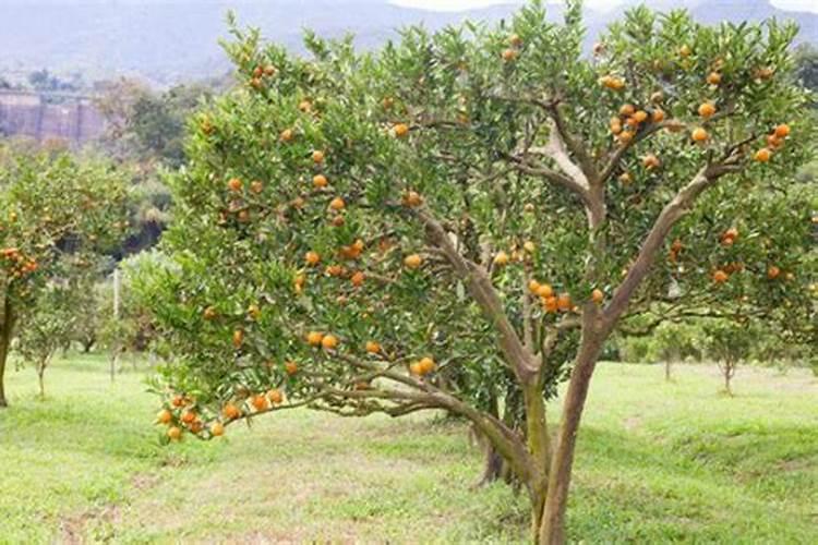 成年桔子树,每亩需要,氮磷钾多少公斤？