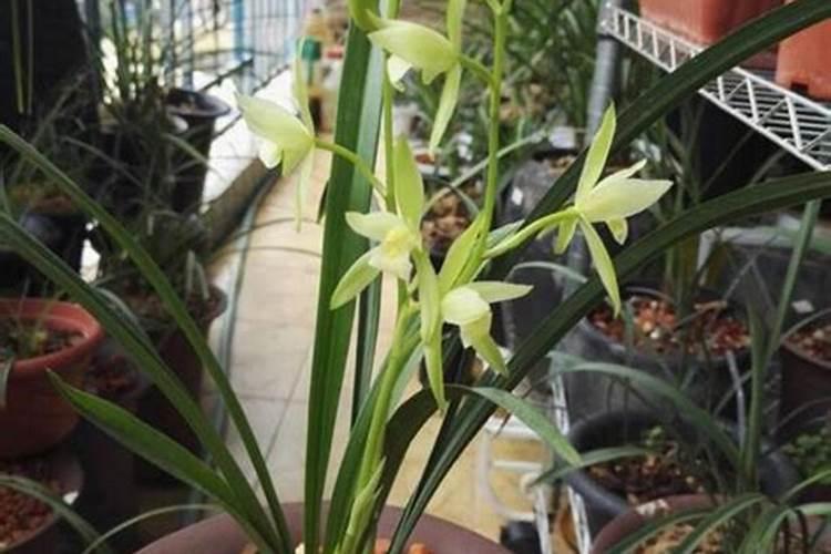 兰草要怎么养它才长得好