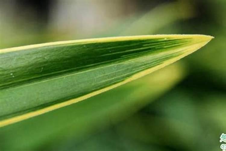 紫灵仙子兰花的栽培方法注意事项